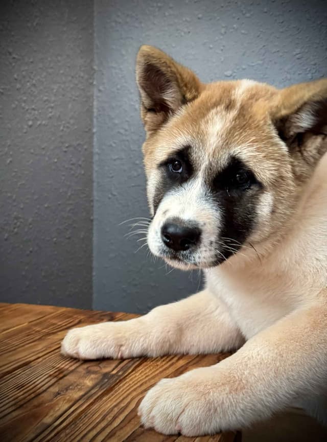 Painted Desert Akita Puppies media 15