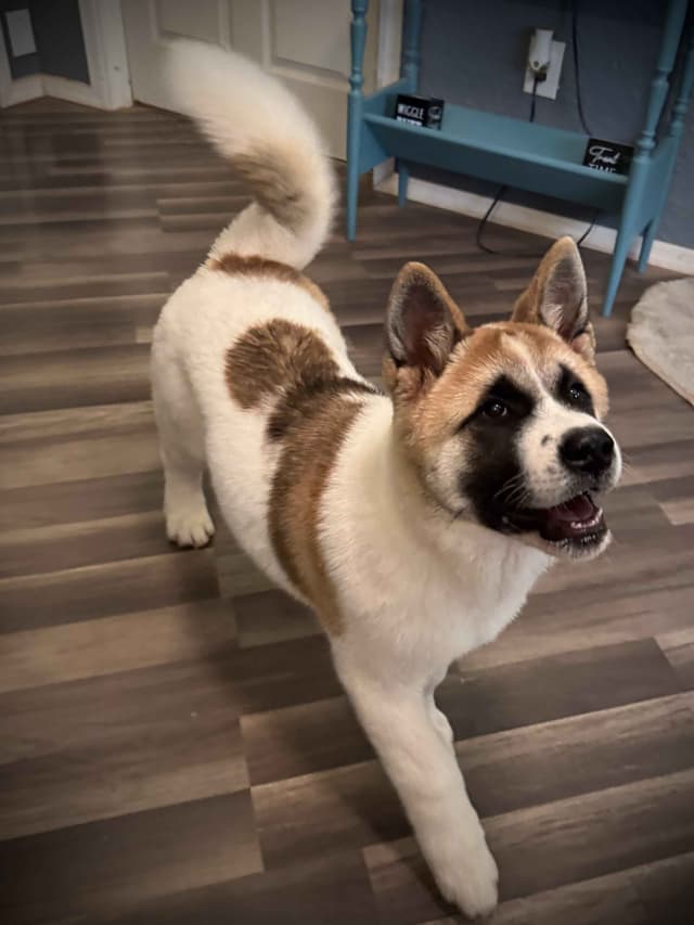 Painted Desert Akita Puppies media 18