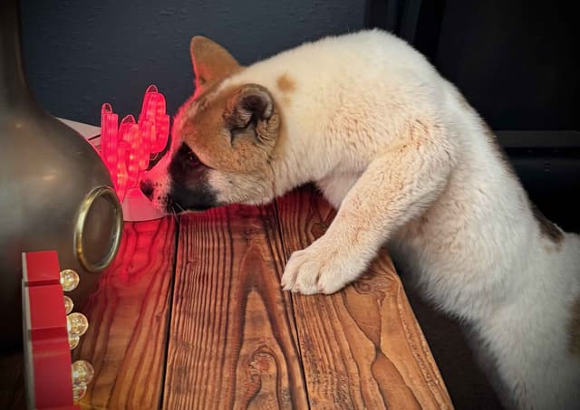Painted Desert Akita Puppies media 19