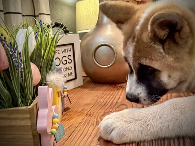 Painted Desert Akita Puppies media 20
