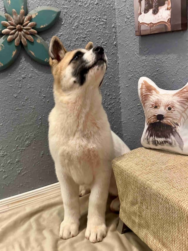 Painted Desert Akita Puppies media 21