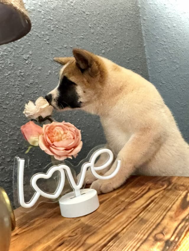 Painted Desert Akita Puppies media 22