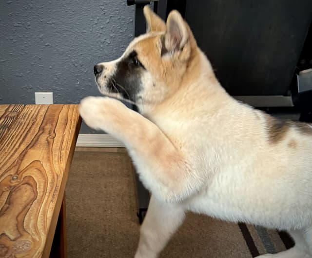 Painted Desert Akita Puppies media 23