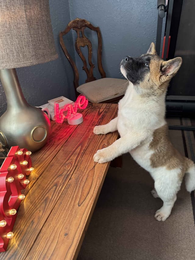 Painted Desert Akita Puppies media 24