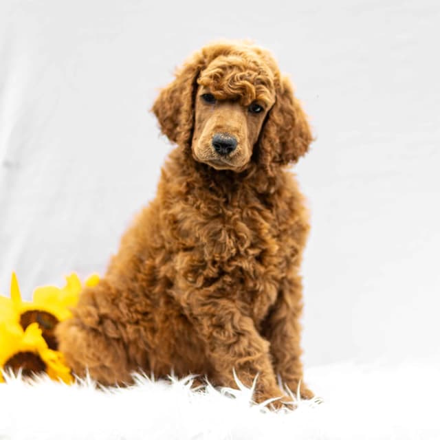 AKC Standard Red Poodle Puppies media 2