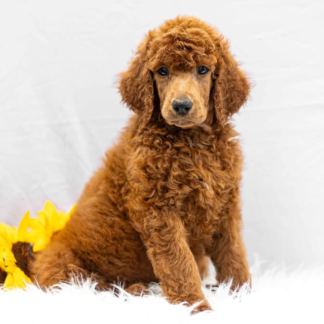 AKC Standard Red Poodle Puppies media 3