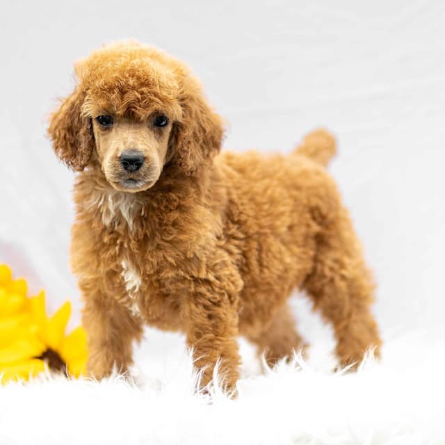 AKC Standard Red Poodle Puppies media 4