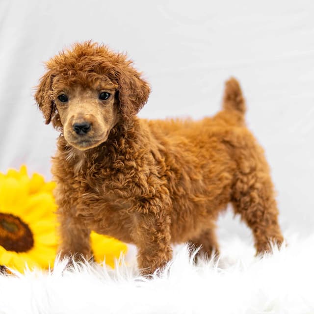 AKC Standard Red Poodle Puppies media 5
