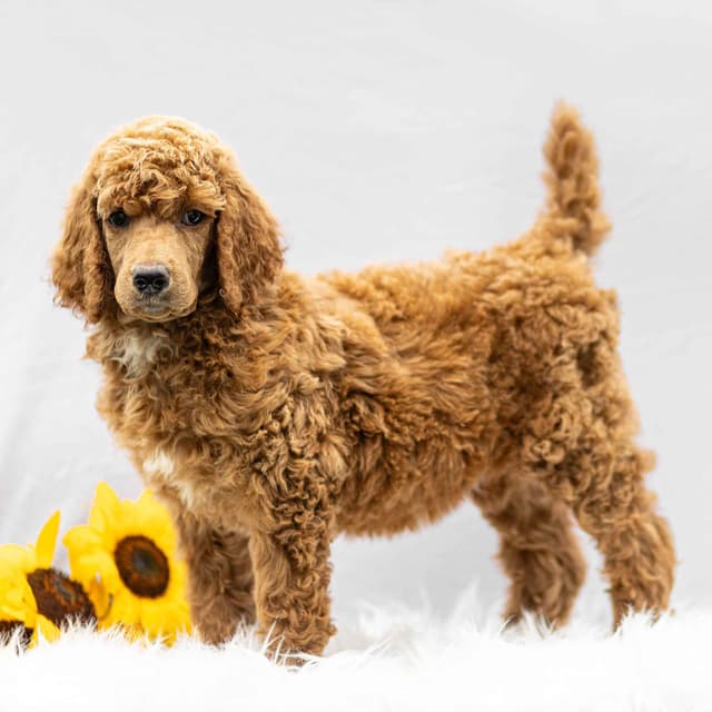 AKC Standard Red Poodle Puppies media 6
