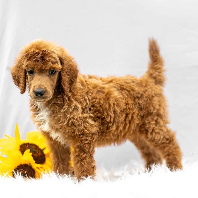 AKC Standard Red Poodle Puppies media 7