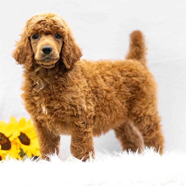 AKC Standard Red Poodle Puppies media 8
