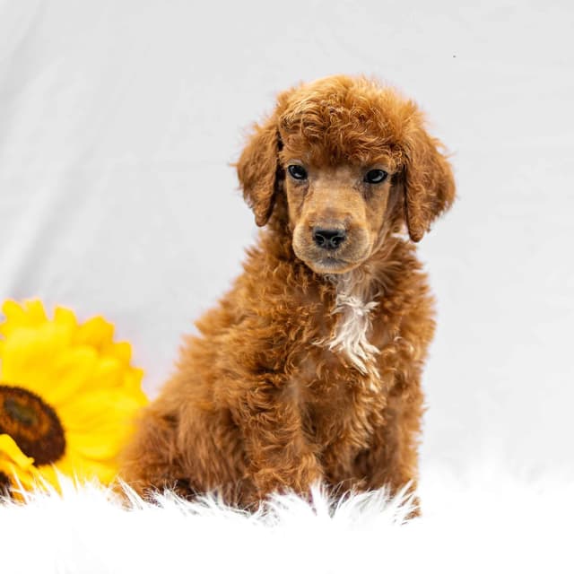 AKC Standard Red Poodle Puppies media 10