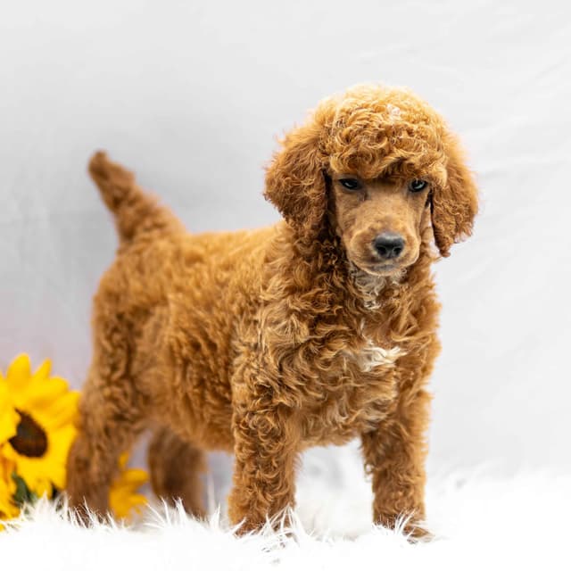 AKC Standard Red Poodle Puppies media 11