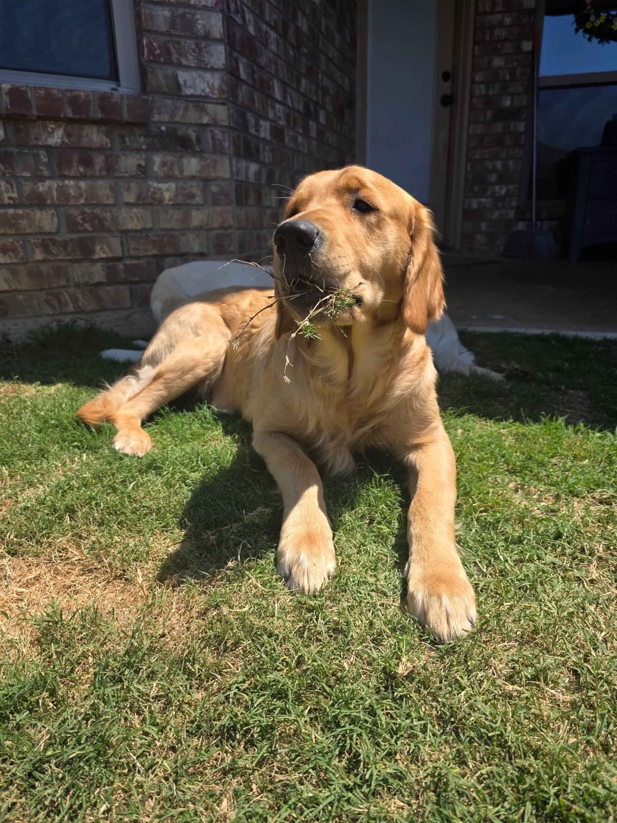 Golden Retriever Puppies Moriah's Goldens breeder image 2