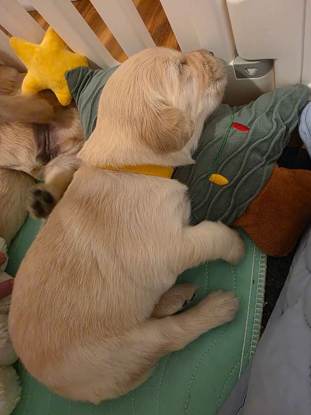 Golden Retriever Puppies Moriah's Goldens media 12