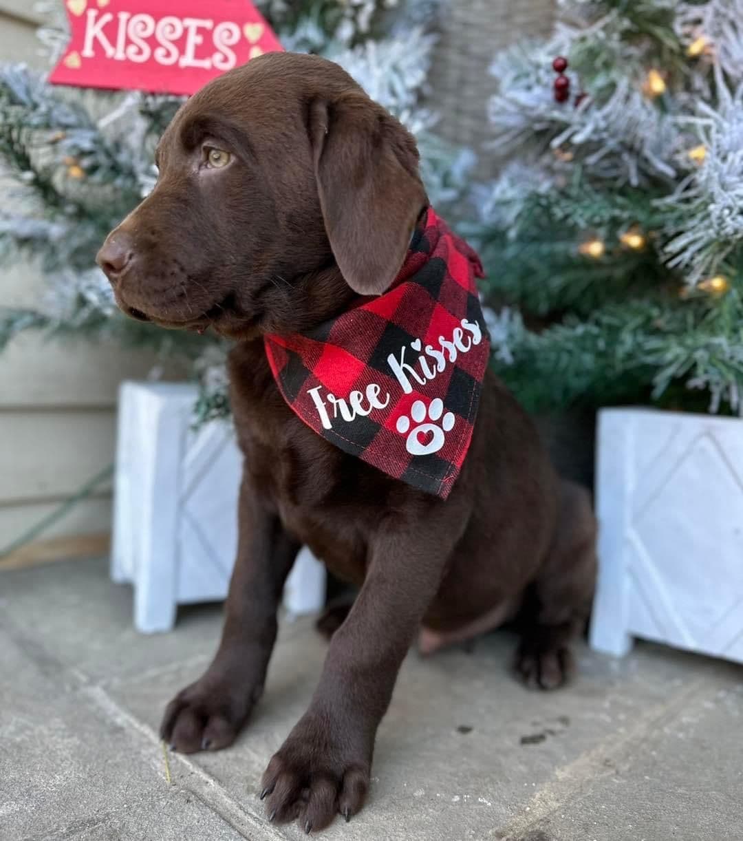 Labrador Retriever Puppies— Chocolate and Black! breeder image 3