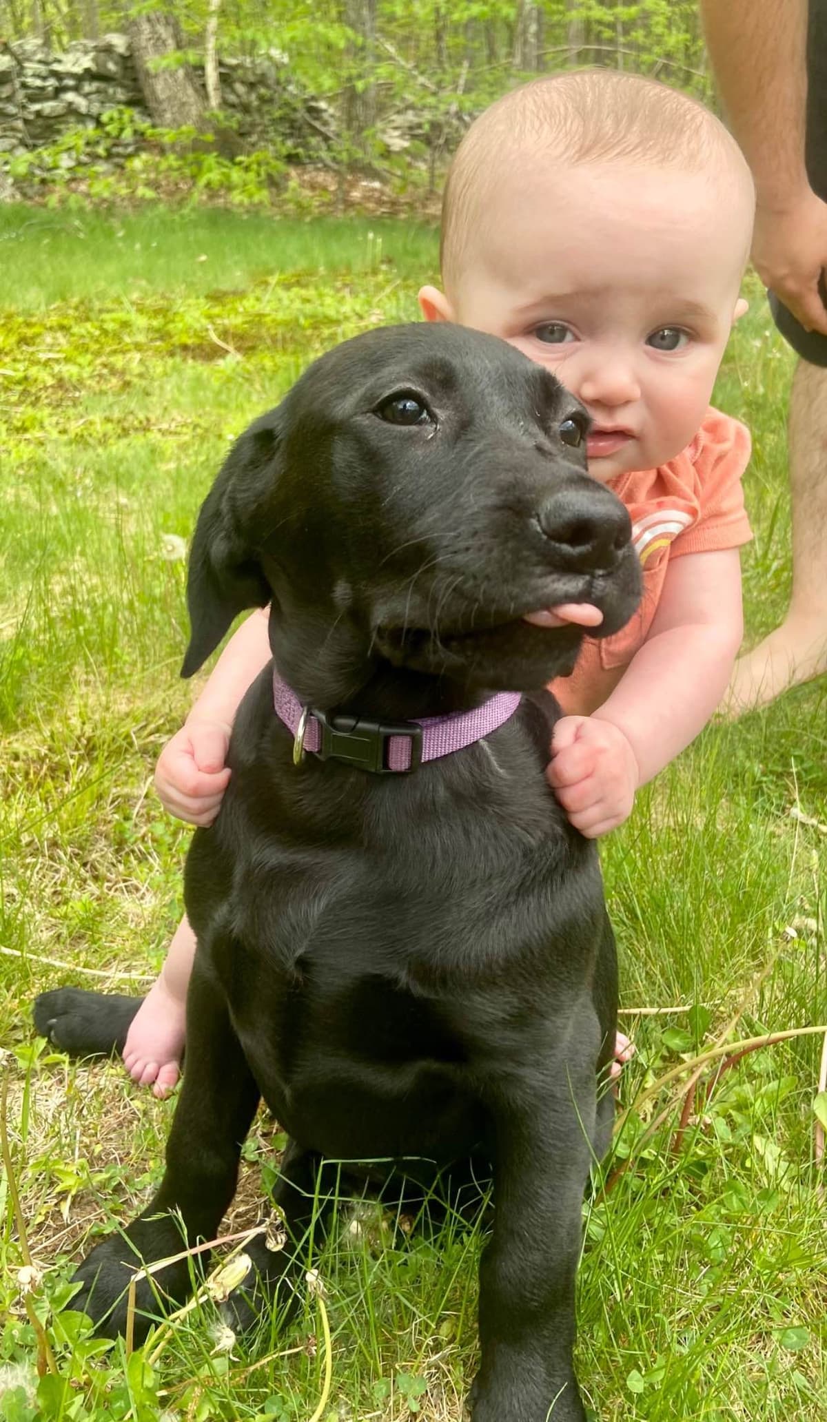 Labrador Retriever Puppies— Chocolate and Black! breeder image 4