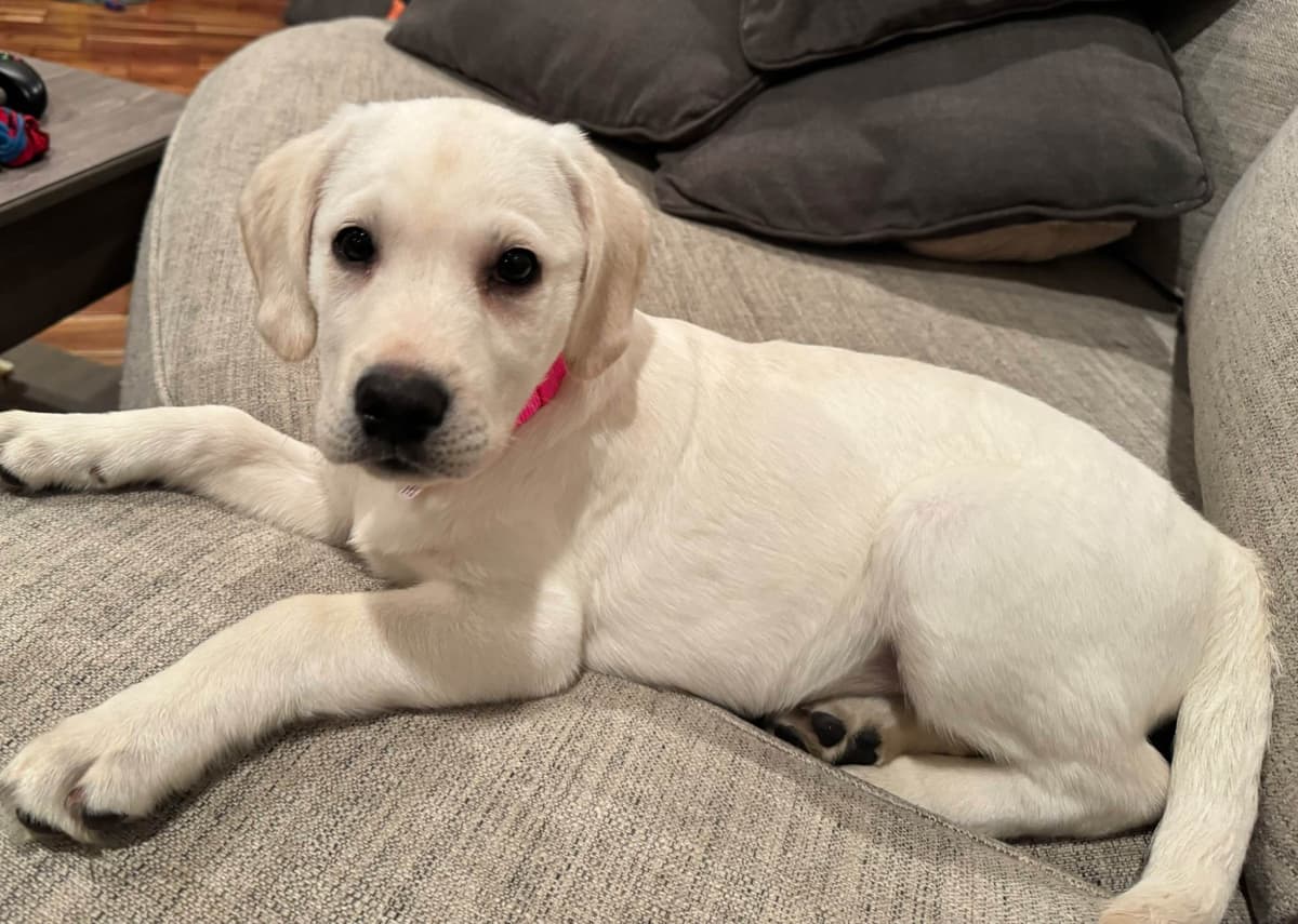 Labrador Retriever Puppies— Chocolate and Black! breeder image 6