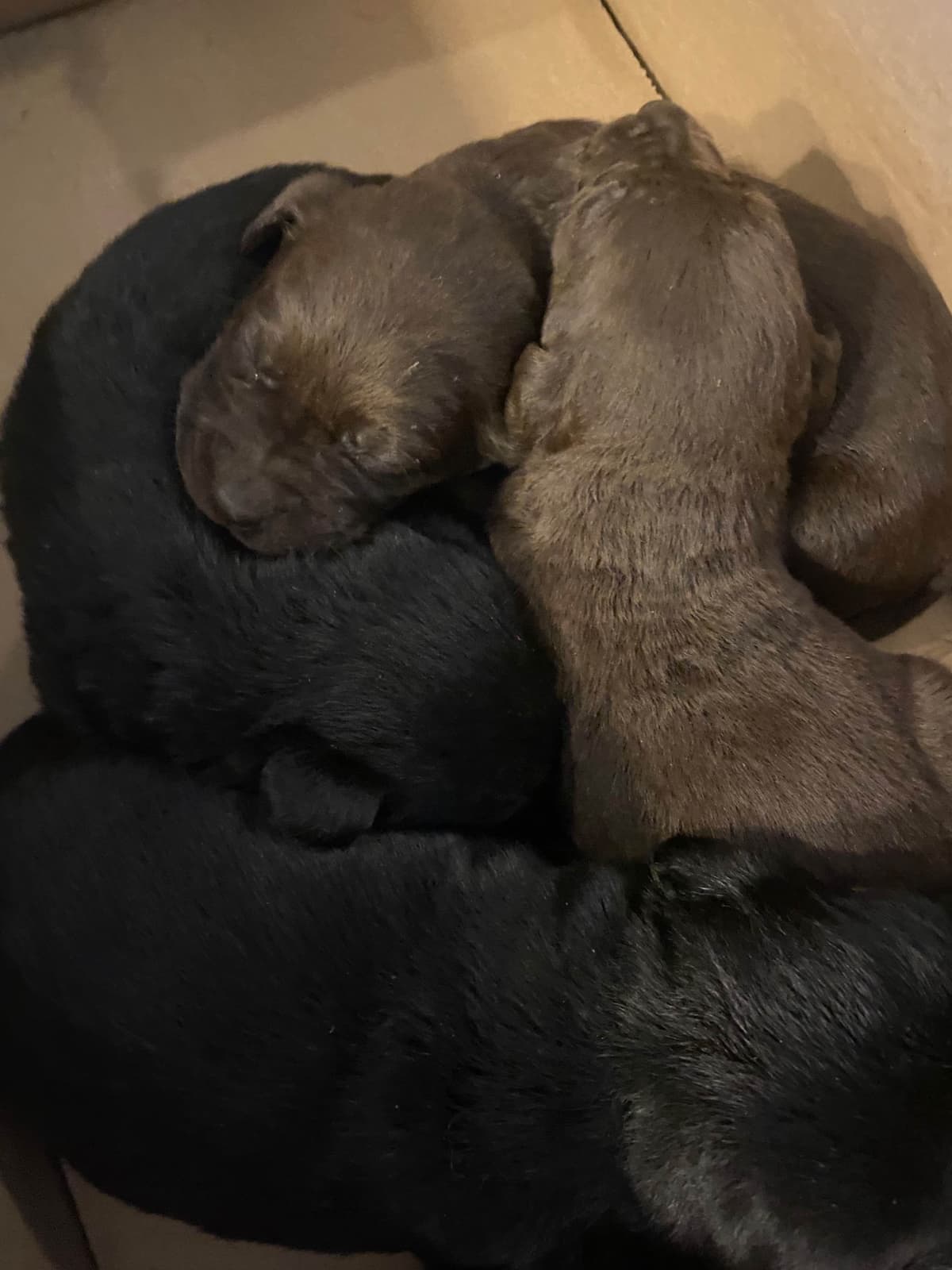 Labrador Retriever Puppies— Chocolate and Black! breeder image 9