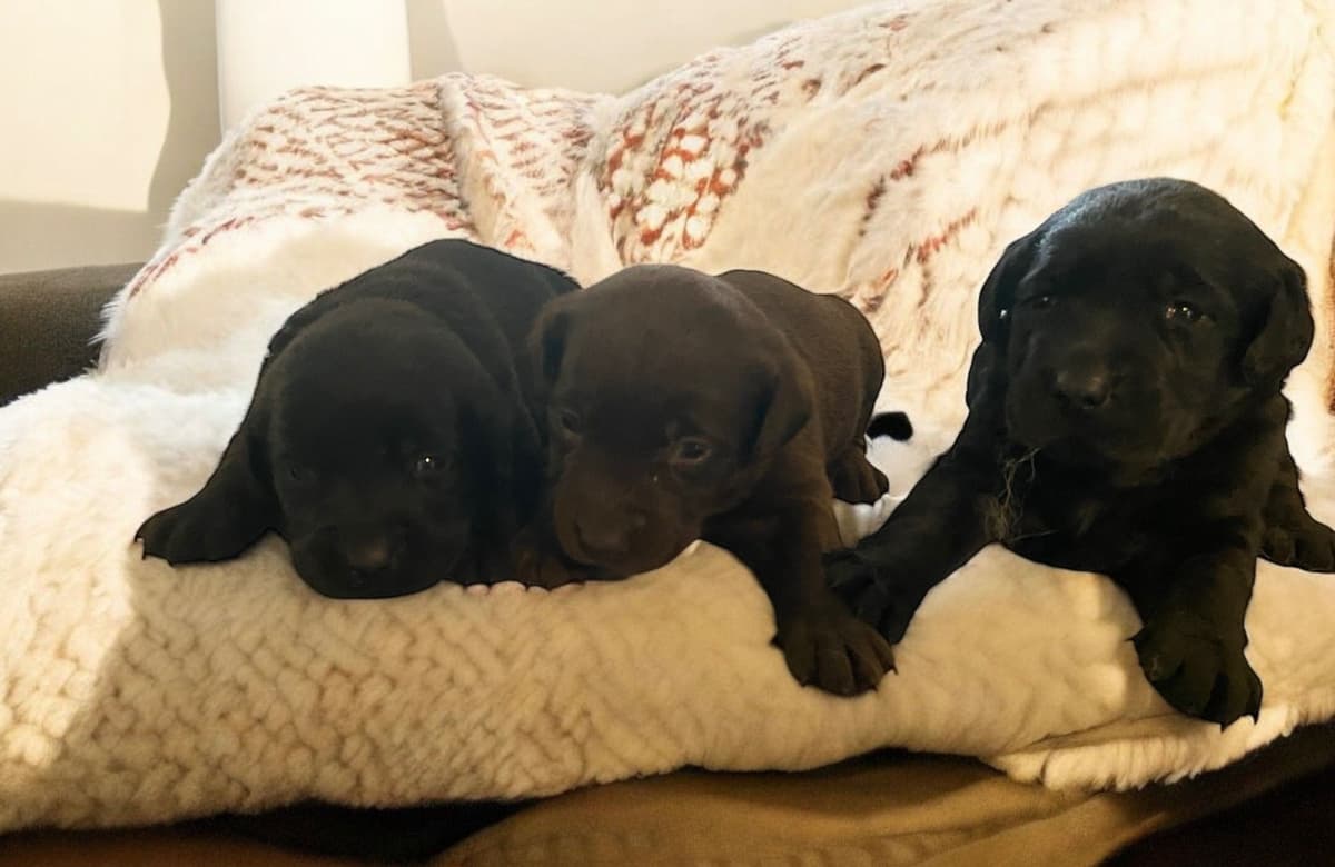 Labrador Retriever Puppies— Chocolate and Black! breeder image 5