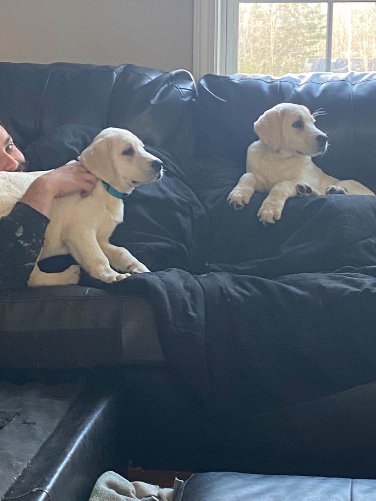 Labrador Retriever Puppies— Chocolate and Black! breeder image 8