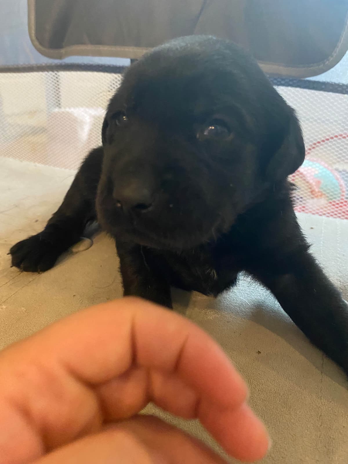 Labrador Retriever Puppies— Chocolate and Black! breeder image 10
