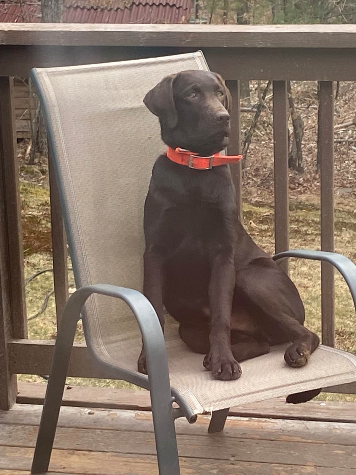 Labrador Retriever Puppies— Chocolate and Black! breeder image 13