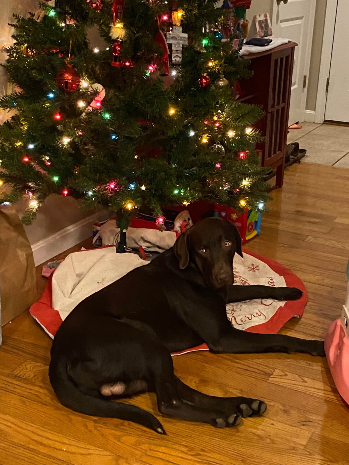 Labrador Retriever Puppies— Chocolate and Black! breeder image 12