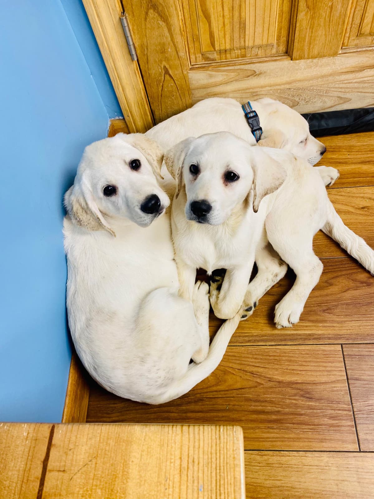 Labrador Retriever Puppies— Chocolate and Black! breeder image 11