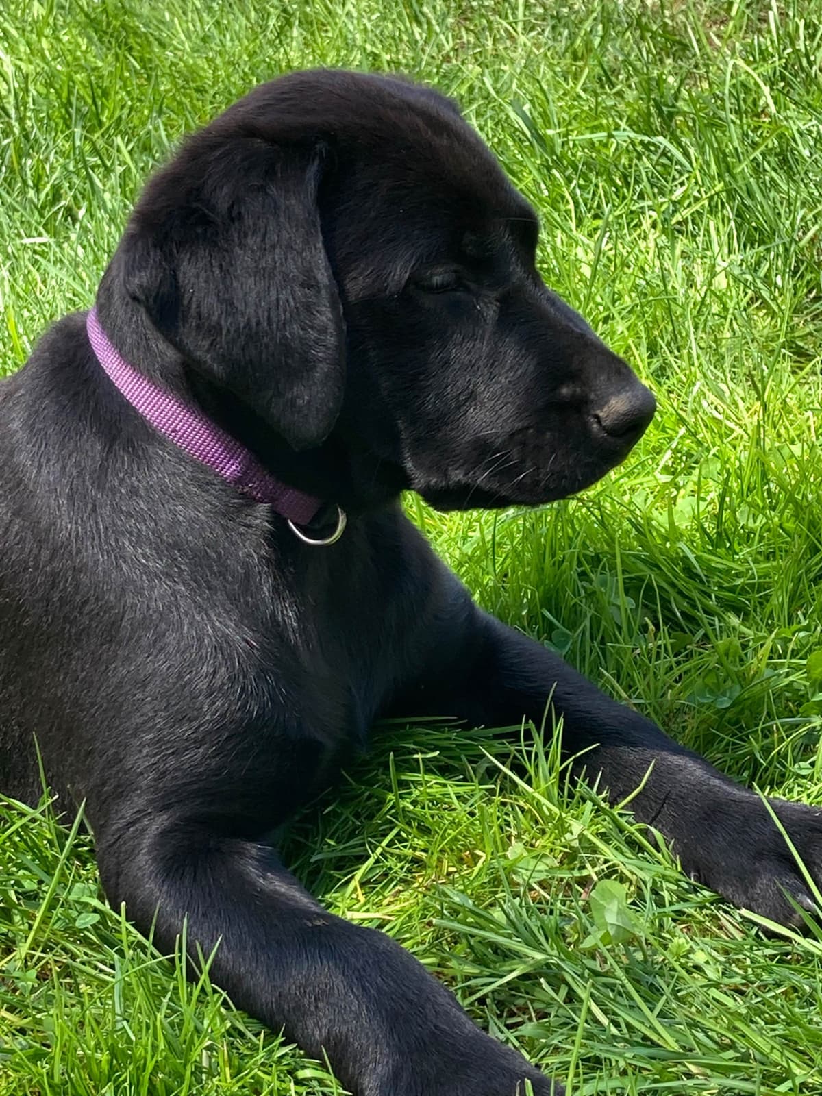 Labrador Retriever Puppies— Chocolate and Black! breeder image 14