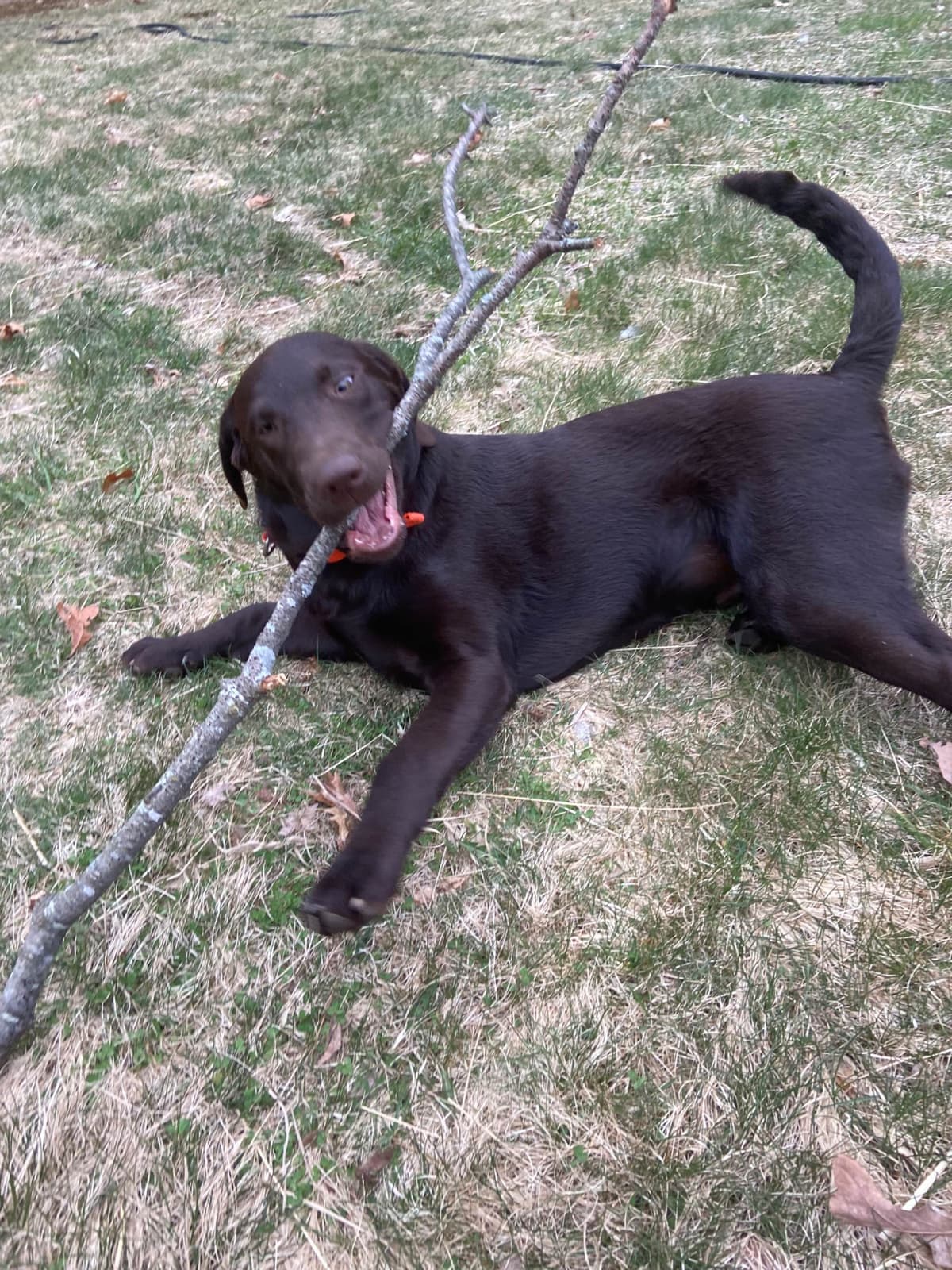 Labrador Retriever Puppies— Chocolate and Black! breeder image 15