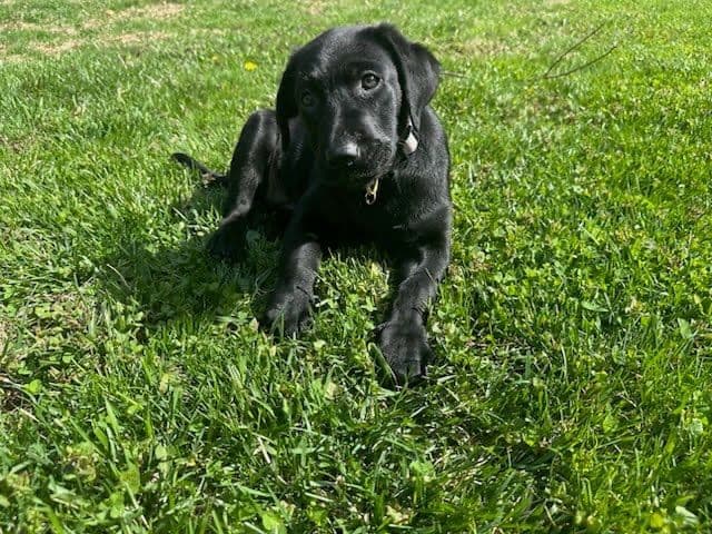 Labrador Retriever Puppies— Chocolate and Black! breeder image 16