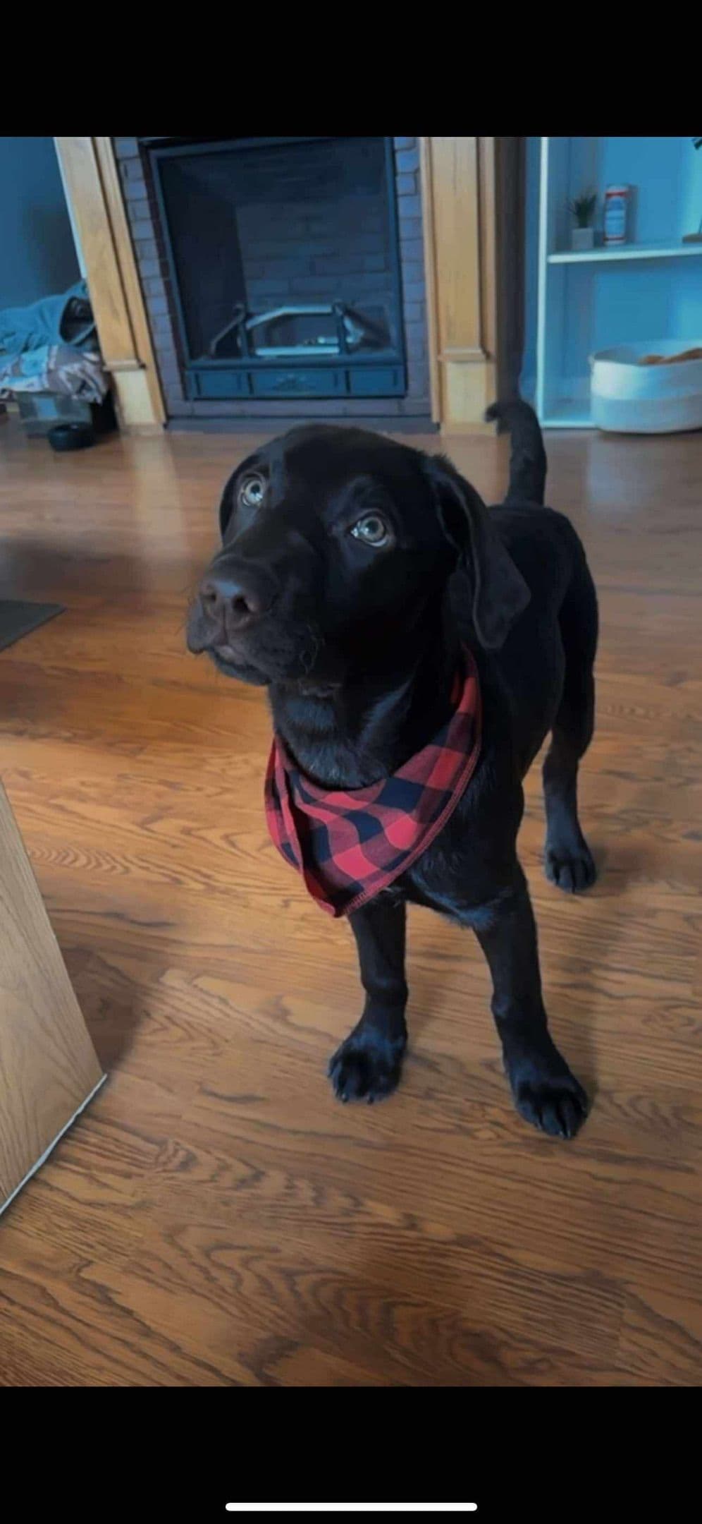 Labrador Retriever Puppies— Chocolate and Black! breeder image 18