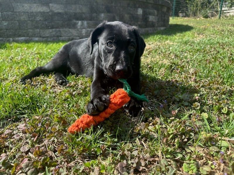 Labrador Retriever Puppies— Chocolate and Black! breeder image 19