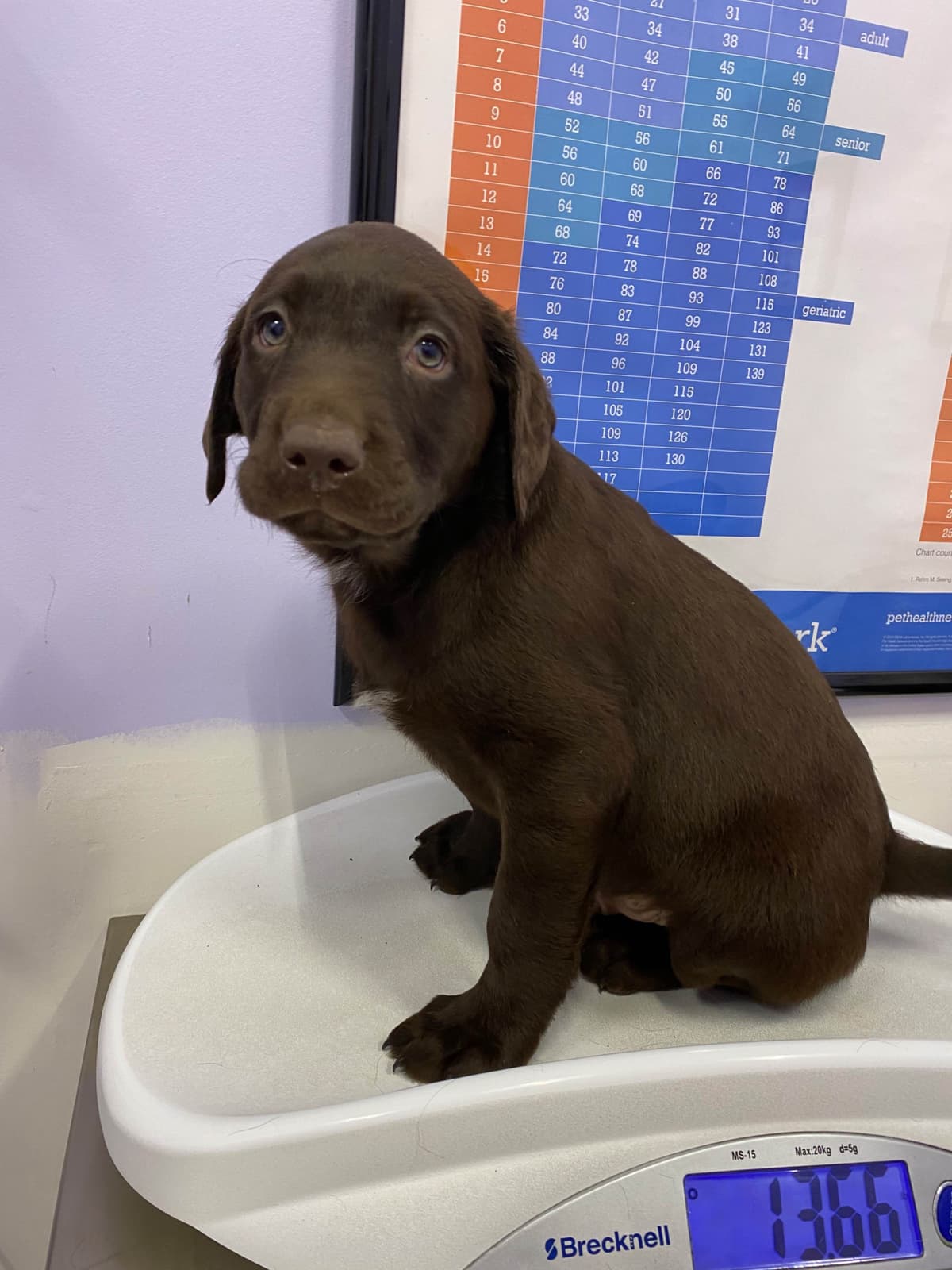 Labrador Retriever Puppies— Chocolate and Black! breeder image 23
