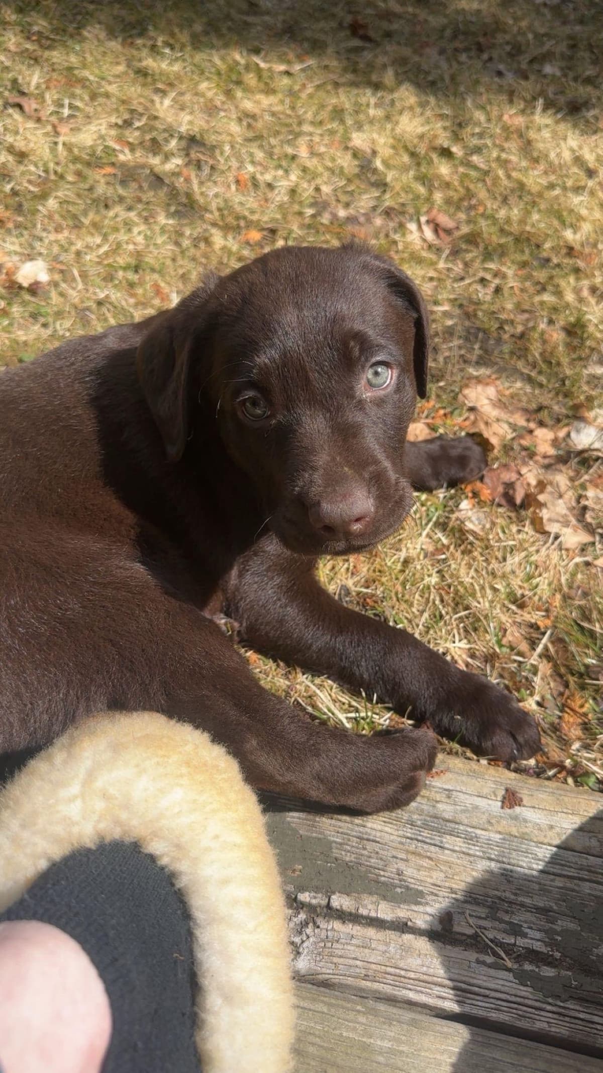 Labrador Retriever Puppies— Chocolate and Black! breeder image 22