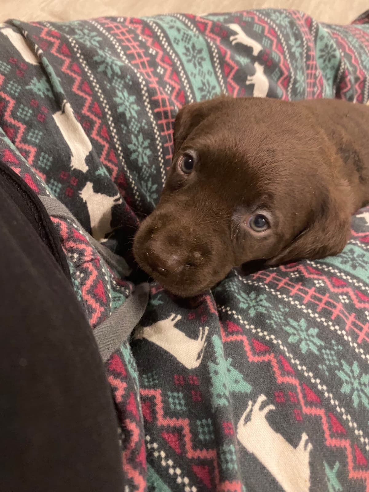 Labrador Retriever Puppies— Chocolate and Black! breeder image 24