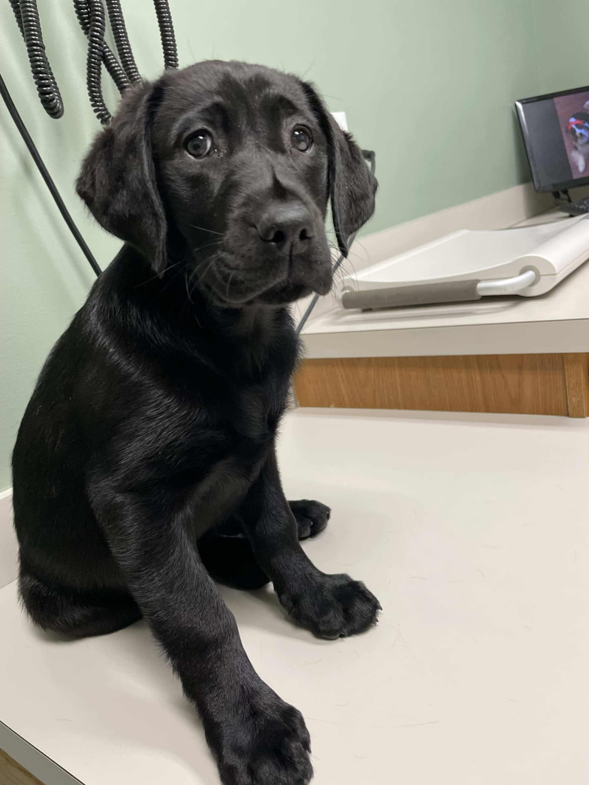 Labrador Retriever Puppies— Chocolate and Black! breeder image 25