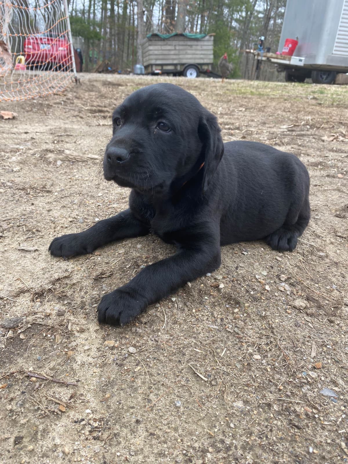 Labrador Retriever Puppies— Chocolate and Black! breeder image 27