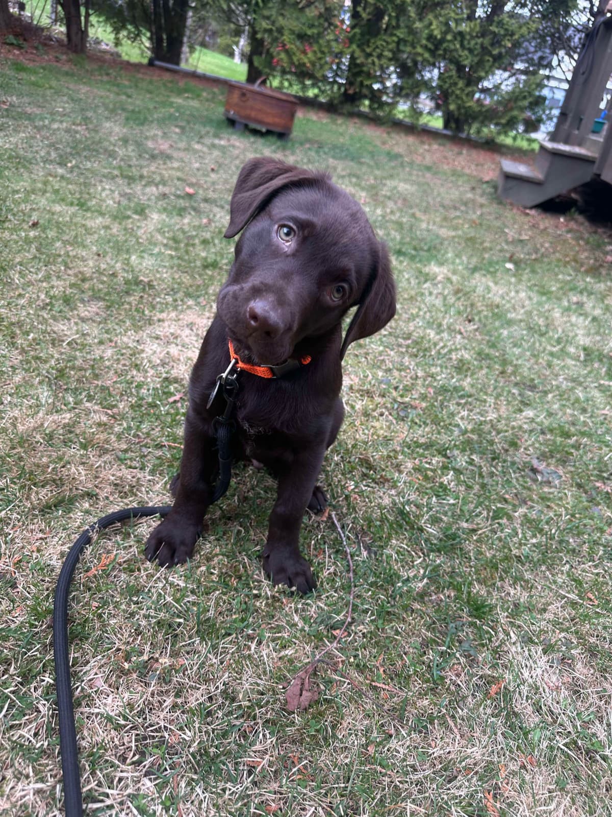 Labrador Retriever Puppies— Chocolate and Black! breeder image 28