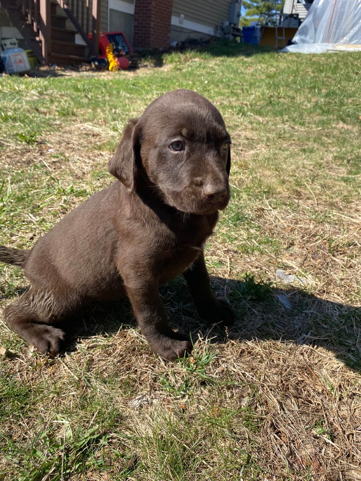 Labrador Retriever Puppies— Chocolate and Black! breeder image 29