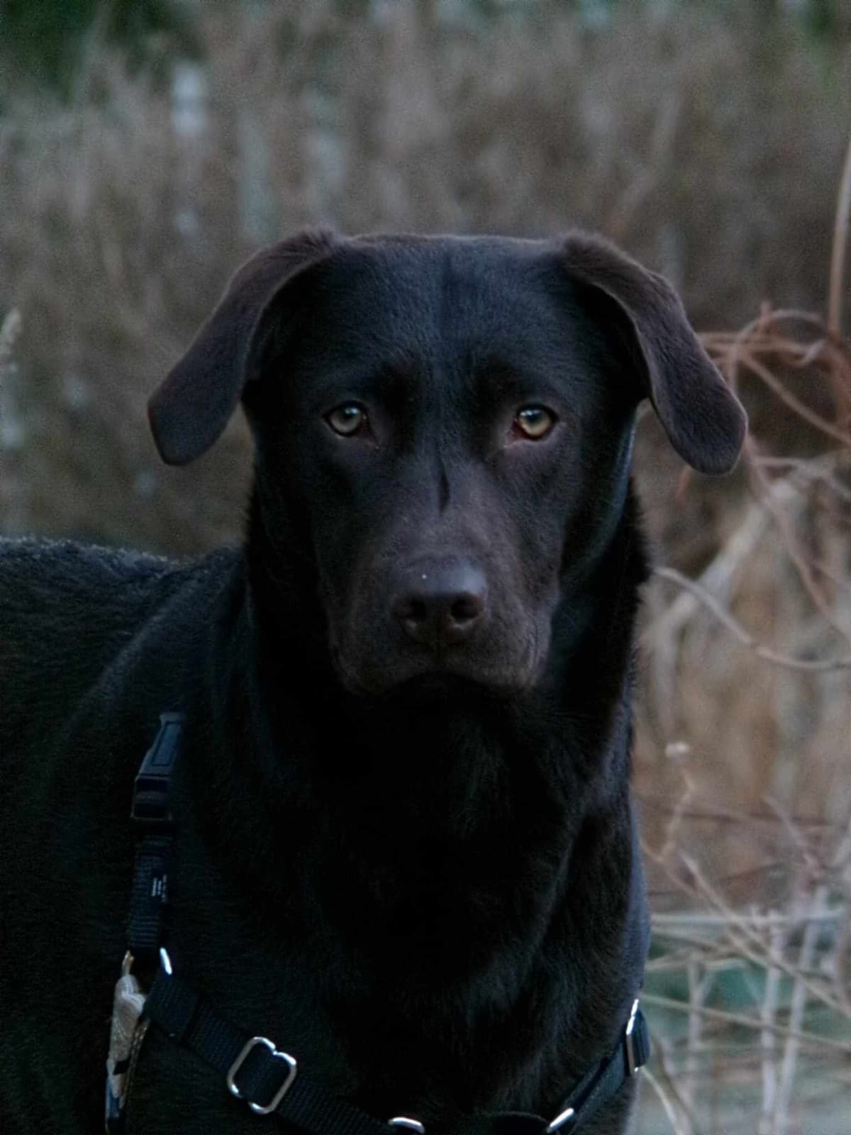 Labrador Retriever Puppies— Chocolate and Black! breeder image 2