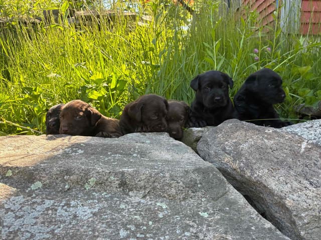 Labrador Retriever Puppies— Chocolate and Black! media 4