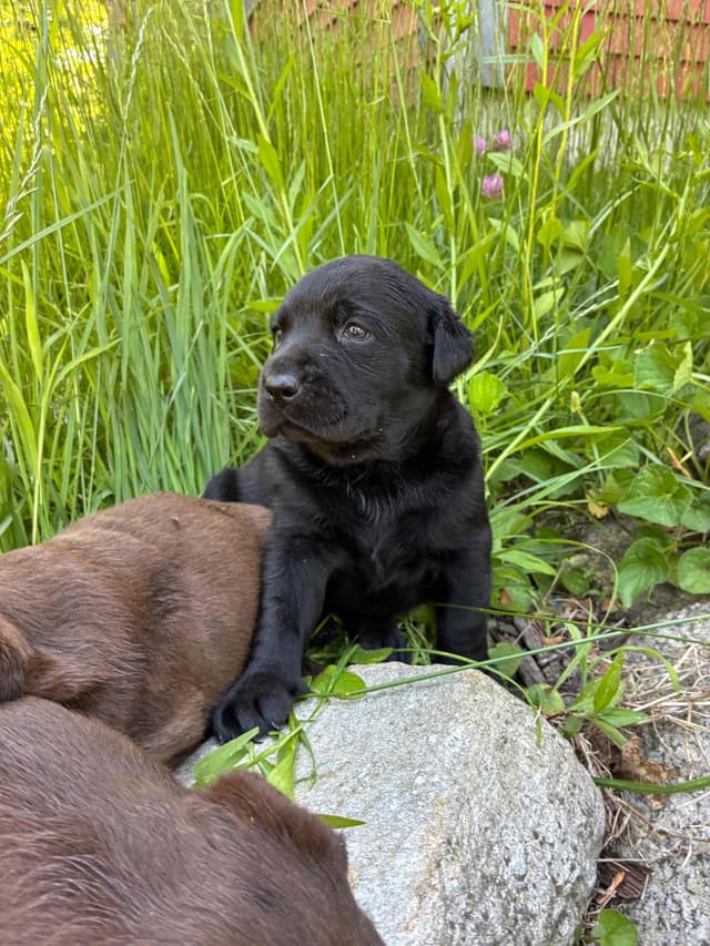 Labrador Retriever Puppies— Chocolate and Black! media 3