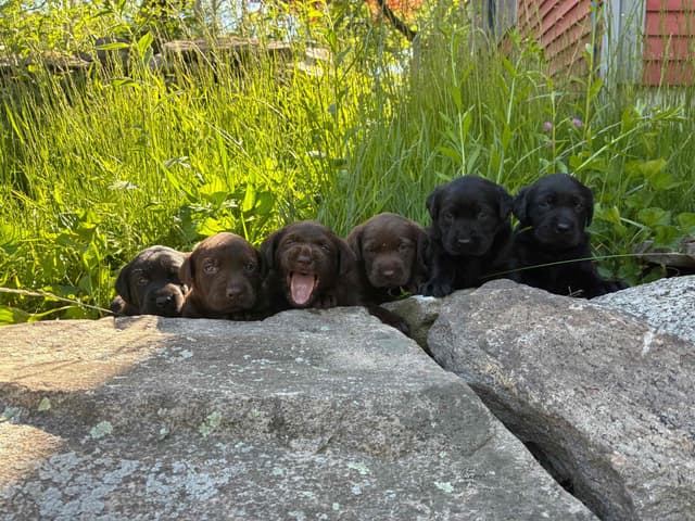 Labrador Retriever Puppies— Chocolate and Black! media 5