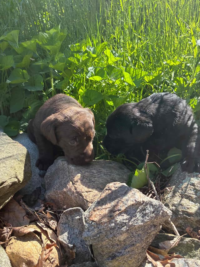 Labrador Retriever Puppies— Chocolate and Black! media 13