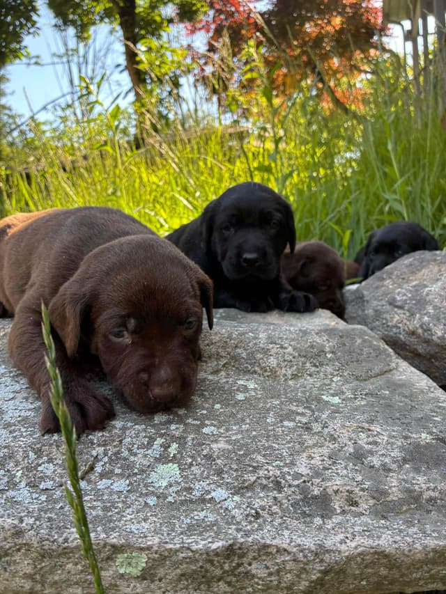 Labrador Retriever Puppies— Chocolate and Black! media 10