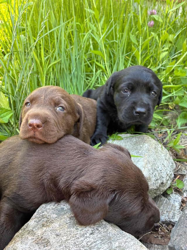 Labrador Retriever Puppies— Chocolate and Black! media 8