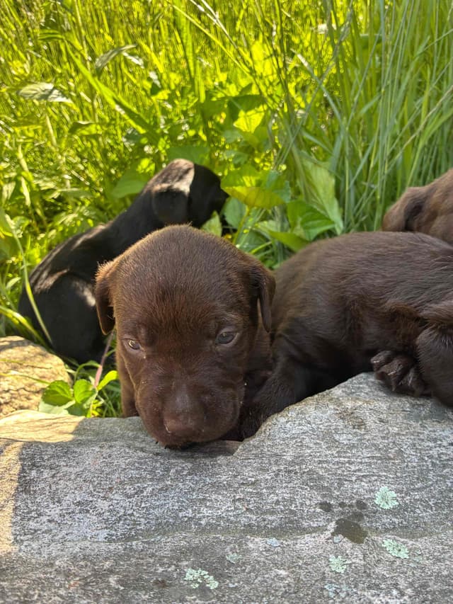 Labrador Retriever Puppies— Chocolate and Black! media 7