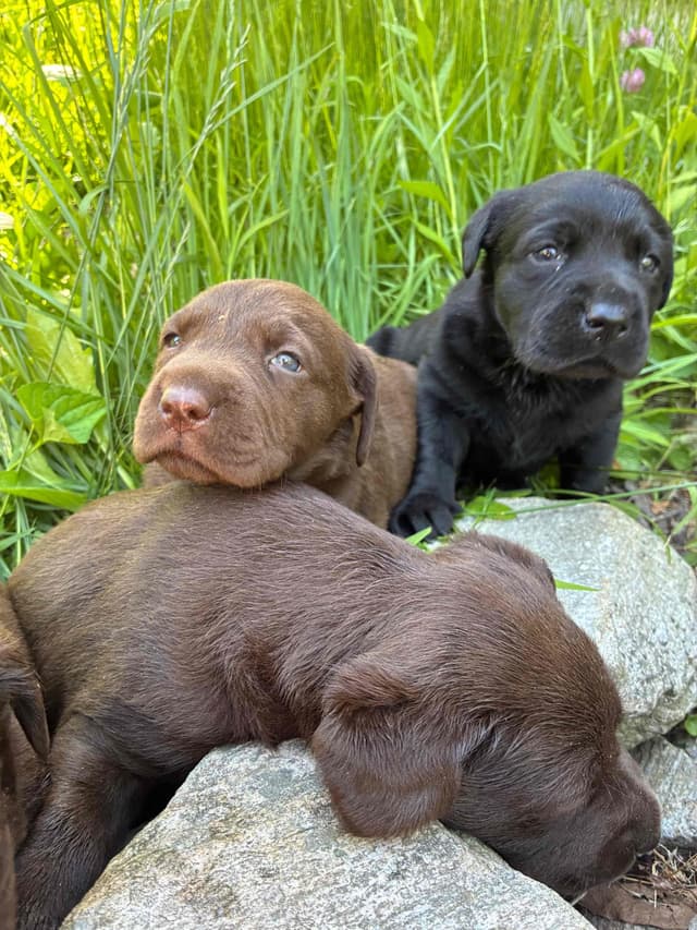 Labrador Retriever Puppies— Chocolate and Black! media 15